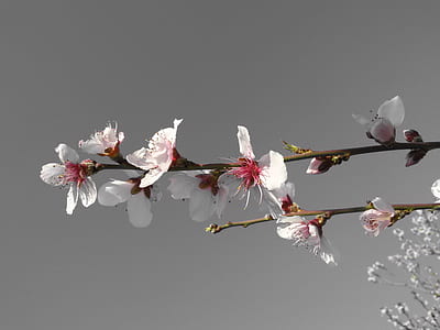 nature, flowers, plant, spring thumbnail