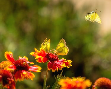 three yellow butterflies flying around the flowers thumbnail