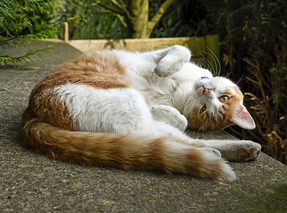 orange tabby cat lying down on concrete surface thumbnail