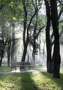 bench, light, landscape, nature thumbnail