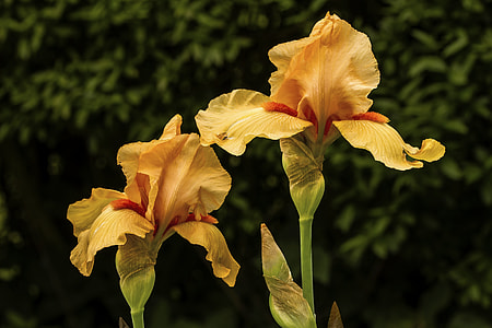 selective focus photography of yellow iris flowers thumbnail