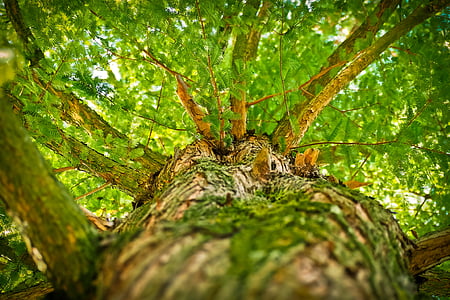 green leaf tree high angle photography thumbnail