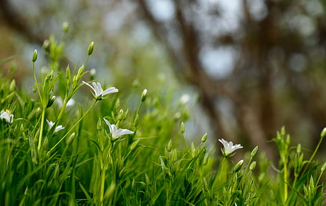 white petal flowers thumbnail