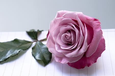 pink rose on white paper thumbnail