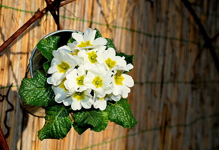 white and yellow flowers in gray pot thumbnail