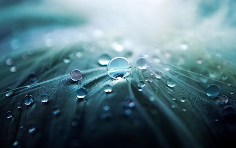 macro photography of water dew thumbnail