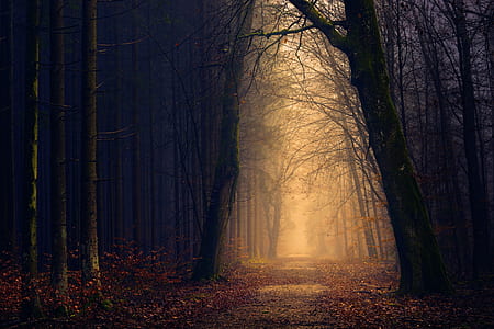 sun light in the forest thumbnail