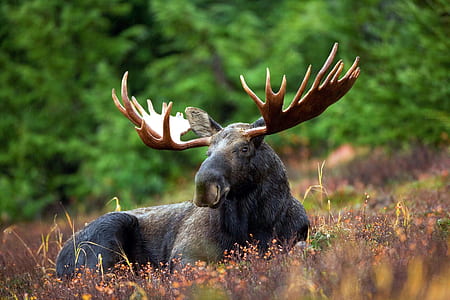 black moose lying on ground during daytime thumbnail