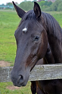 close up photograph of black horse thumbnail