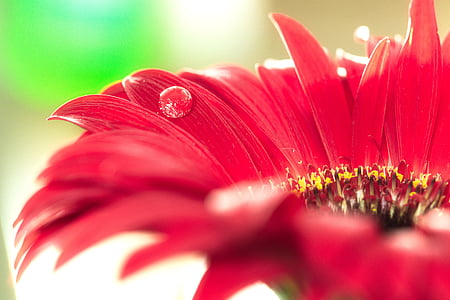 macro photography of red flower thumbnail