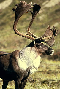 brown moose on field thumbnail