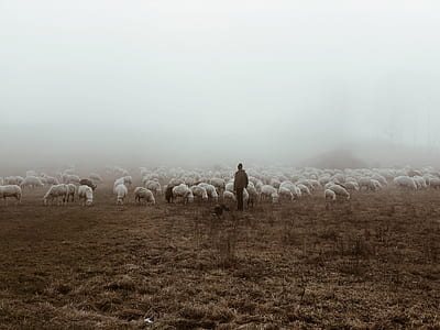 person standing in front of animals thumbnail
