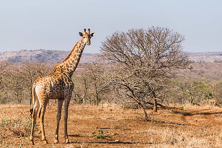 giraffe during daytime thumbnail
