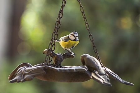 selective focus photo of Eurasian blue tit bird perching on bird feeder thumbnail