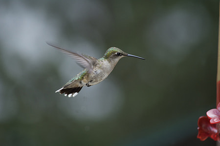 hummingbird in flight selective photography thumbnail