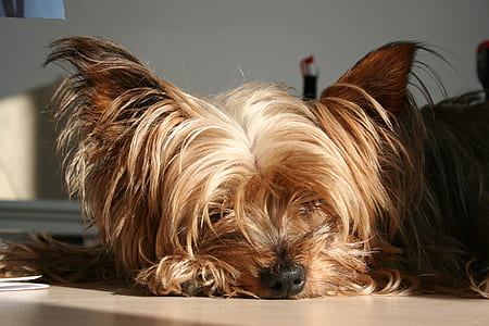 close up of light brown Yorkshire terrier thumbnail