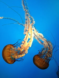 two brown jellyfishes thumbnail
