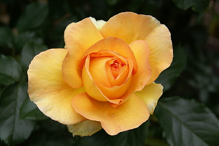 yellow rose thumbnail