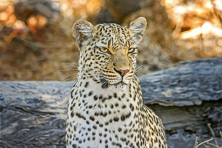 brown and black leopard sitting in front of log thumbnail