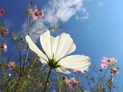 white petaled flower blooming at daytime thumbnail