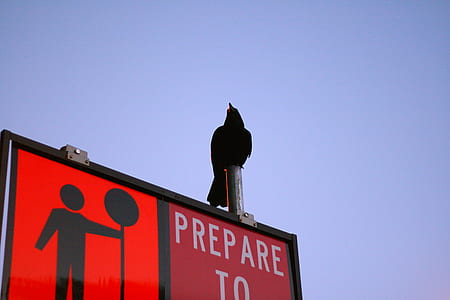 bird on steel signage thumbnail