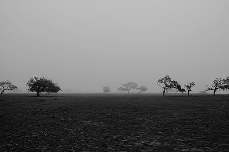 photo of trees during dusk climate thumbnail