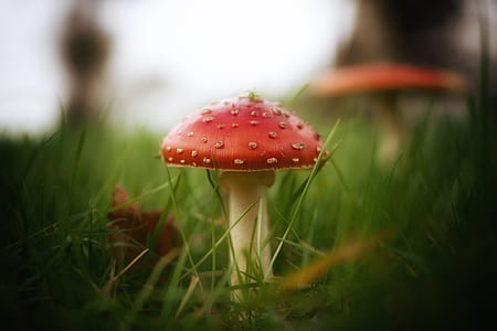 closeup photo of red mushroom thumbnail