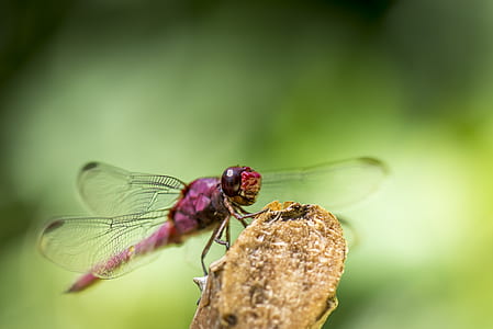 closeup photo of roseate dragonfly perched on stick thumbnail