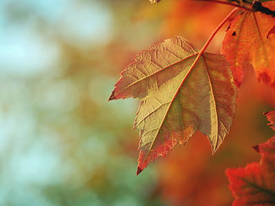 selective focus photography of brown maple leaf thumbnail