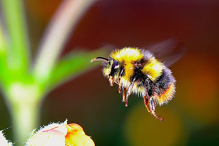 yellow and black bee humming on yellow flower thumbnail