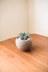green aloe vera in brown wooden pot thumbnail