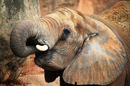close up photo of baby elephant putting trunk on mouth thumbnail