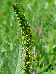 Inflorescence, Black Mullein thumbnail