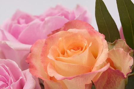 orange and pink petaled flowers thumbnail