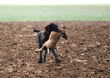 black and white shorthaired pointer puppy biting brown rabbit at daytim thumbnail