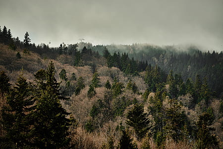 photography of mountain and green pine trees during daytime thumbnail