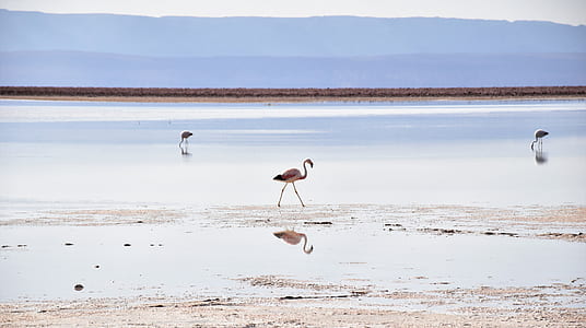 bird on brown seashore near body of water thumbnail