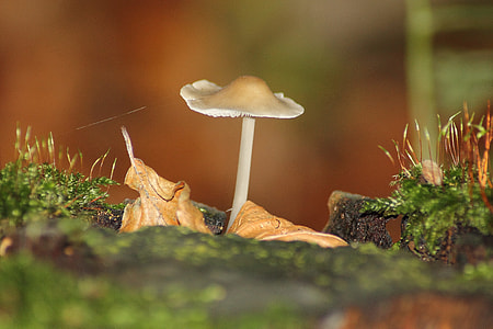 selective focus photography of mushrooms thumbnail