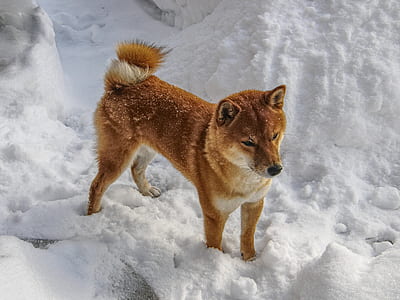 short-coated dog on snow thumbnail