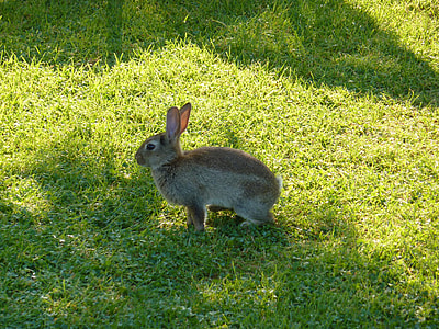 brown and grey rabbit on the green grass field thumbnail