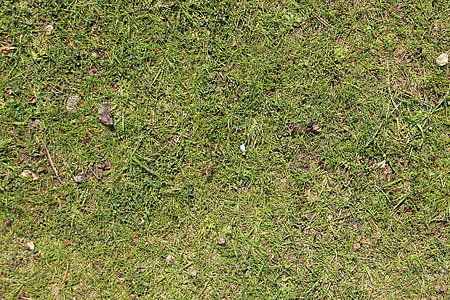 green grass field thumbnail