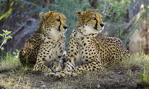 two cheetah photo during daytime thumbnail