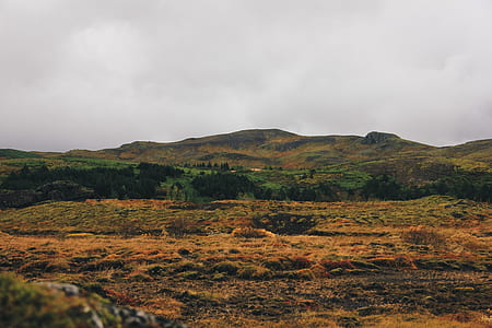 grass field thumbnail