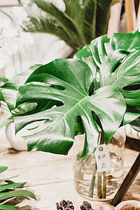 green leafed plants photography in clear glass vase thumbnail