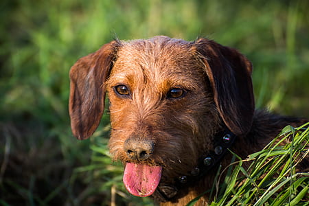 selective focus photography of long-coat brown dog standing on grassland at daytime thumbnail