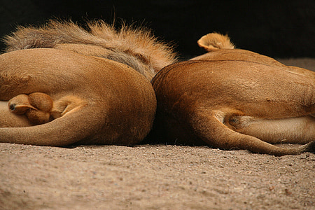 lion and lioness thumbnail