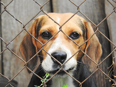 tricolor English beagle facing on chain link fence thumbnail