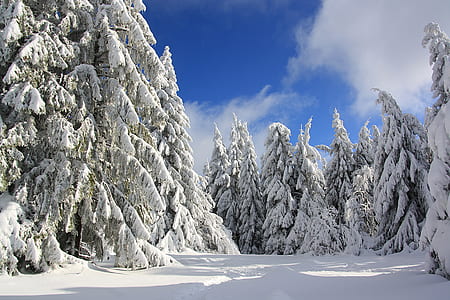 green pine tree over of iced thumbnail