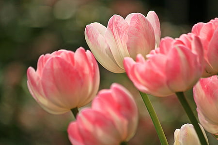 pink and white petaled flowers thumbnail