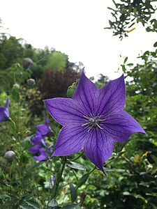 Flowers, Kikyo thumbnail